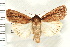  (Tesagrotis - CNC LEP00053253)  @15 [ ] CreativeCommons - Attribution (2008) Unspecified Centre for Biodiversity Genomics