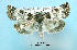  (Pseudacontia - UASM19655)  @14 [ ] Unspecified (default): All Rights Reserved  Unspecified Unspecified