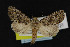  (Paramiana n. sp. 2 - NOC14945)  @14 [ ] Unspecified (default): All Rights Reserved  Unspecified Unspecified