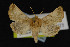 (Nocloa rivulosa - NOC14959)  @15 [ ] Unspecified (default): All Rights Reserved  Unspecified Unspecified
