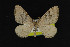  (Xanthorhoe sp - NOC14996)  @13 [ ] Unspecified (default): All Rights Reserved  Unspecified Unspecified