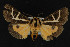 (Grammia f-pallida - NOC15021)  @14 [ ] Unspecified (default): All Rights Reserved  Unspecified Unspecified