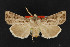  (Agrotis kingi - CNC LEP00019222)  @11 [ ] Unspecified (default): All Rights Reserved  Unspecified Unspecified