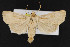  (Agrotis arenarius - CNC LEP00052224)  @14 [ ] Unspecified (default): All Rights Reserved  Unspecified Unspecified