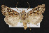  (Agrotis gravis - CNC LEP00052229)  @14 [ ] Unspecified (default): All Rights Reserved  Unspecified Unspecified