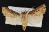  (Agrotis stigmosa - CNC LEP00052233)  @15 [ ] Unspecified (default): All Rights Reserved  Unspecified Unspecified