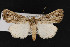  (Setagrotis radiola - CNC LEP00052243)  @13 [ ] Unspecified (default): All Rights Reserved  Unspecified Unspecified