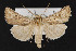  (Agrotis daedalus - CNC LEP00052246)  @15 [ ] Unspecified (default): All Rights Reserved  Unspecified Unspecified