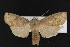  (Homoglaea carbonaria - CNC LEP00052377)  @14 [ ] Unspecified (default): All Rights Reserved  Unspecified Unspecified