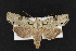  (Lithophane querquera - CNC LEP00052395)  @14 [ ] Unspecified (default): All Rights Reserved  Unspecified Unspecified