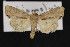  (Xylomoia chagnoni - CNC LEP00052404)  @14 [ ] Unspecified (default): All Rights Reserved  Unspecified Unspecified