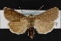 (Sympistis stabilis - CNC LEP00052430)  @14 [ ] Unspecified (default): All Rights Reserved  Unspecified Unspecified