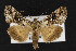  (Syngrapha cryptica - CNC LEP00052446)  @13 [ ] Unspecified (default): All Rights Reserved  Unspecified Unspecified