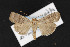  (Abagrotis turbulenta - CNC LEP00052804)  @14 [ ] Unspecified (default): All Rights Reserved  Unspecified Unspecified