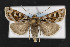 (Xestia inuitica - CNC LEP00052833)  @14 [ ] Unspecified (default): All Rights Reserved  Unspecified Unspecified