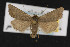  (Feltia woodiana - CNC LEP00052840)  @14 [ ] Unspecified (default): All Rights Reserved  Unspecified Unspecified
