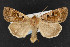  (Xestia wockei - CNC LEP00052854)  @13 [ ] Unspecified (default): All Rights Reserved  Unspecified Unspecified