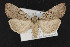  (Xestia vernilis - CNC LEP00052879)  @14 [ ] Unspecified (default): All Rights Reserved  Unspecified Unspecified