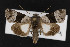  (Sympistis piffardi - CNC LEP00052931)  @15 [ ] Unspecified (default): All Rights Reserved  Unspecified Unspecified