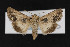  (Sympistis coprocolor - CNC LEP00052938)  @14 [ ] Unspecified (default): All Rights Reserved  Unspecified Unspecified