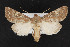  (Sideridis artesta - CNC LEP00052971)  @14 [ ] Unspecified (default): All Rights Reserved  Unspecified Unspecified