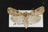  (Agrotis rileyana - CNC LEP00053004)  @14 [ ] Unspecified (default): All Rights Reserved  Unspecified Unspecified