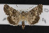  (Sympistis parvanigra - CNC LEP00053041)  @15 [ ] Unspecified (default): All Rights Reserved  Unspecified Unspecified