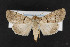  (Sympistis youngi - CNC LEP00053047)  @15 [ ] Unspecified (default): All Rights Reserved  Unspecified Unspecified