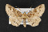  (Zale phaeocapna - CNC LEP00053052)  @14 [ ] Unspecified (default): All Rights Reserved  Unspecified Unspecified