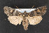  (Lithophane dilatocula - CNC LEP00053071)  @15 [ ] Unspecified (default): All Rights Reserved  Unspecified Unspecified