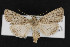  (Sympistis lacticollis - CNC LEP00053081)  @14 [ ] Unspecified (default): All Rights Reserved  Unspecified Unspecified