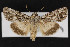  (Sympistis poliochroa - CNC LEP00053083)  @14 [ ] Unspecified (default): All Rights Reserved  Unspecified Unspecified