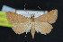  (Hemeroplanis rectalis - NOC15097)  @14 [ ] Unspecified (default): All Rights Reserved  Unspecified Unspecified