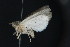 (Sympistis sectilis - NOC15120)  @13 [ ] Unspecified (default): All Rights Reserved  Unspecified Unspecified