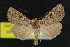  (Homorthodes euxoiformis - NOC15182)  @14 [ ] Unspecified (default): All Rights Reserved  Unspecified Unspecified