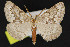  (Nepytia semiclusaria - NOC15215)  @14 [ ] Unspecified (default): All Rights Reserved  Unspecified Unspecified