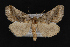  (Plusiodonta amado - CNCLEP00062903)  @14 [ ] CreativeCommons - Attribution Non-Commercial Share-Alike (2016) Unspecified Unspecified