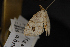  (Itame abruptata - CNCLEP00063157)  @11 [ ] CreativeCommons - Attribution Non-Commercial Share-Alike (2016) Unspecified Unspecified