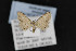  (Sigela rosea - CNCLEP00054416)  @14 [ ] CreativeCommons - Attribution Non-Commercial Share-Alike (2016) Unspecified Unspecified