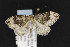 (Eustroma sp - CNCLEP00054504)  @12 [ ] CreativeCommons - Attribution Non-Commercial Share-Alike (2016) Unspecified Unspecified