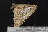  (Mycterophora geometriformis - CNCLEP00054528)  @12 [ ] CreativeCommons - Attribution Non-Commercial Share-Alike (2016) Unspecified Unspecified