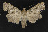  (Pronoctua craboi - CNCLEP00054599)  @14 [ ] CreativeCommons - Attribution Non-Commercial Share-Alike (2016) Unspecified Unspecified