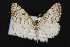  (Eufidonia sp - CNCLEP00057749)  @13 [ ] CreativeCommons - Attribution Non-Commercial Share-Alike (2016) Unspecified Unspecified