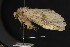  (Oligocentria delicata - CNCLEP00057835)  @13 [ ] CreativeCommons - Attribution Non-Commercial Share-Alike (2016) Unspecified Unspecified
