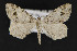  (Macaria fissinotata - CNCLEP00057874)  @14 [ ] CreativeCommons - Attribution Non-Commercial Share-Alike (2016) Unspecified Unspecified
