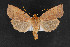  (Metaxaglaea australis - CNCLEP00054356)  @14 [ ] CreativeCommons - Attribution Non-Commercial Share-Alike (2016) Unspecified Unspecified