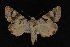  (Drasteria biformata - CNCLEP00064086)  @12 [ ] CreativeCommons - Attribution Non-Commercial Share-Alike (2016) Unspecified Unspecified