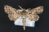  (Paectes abrostoloides - CNCLEP00032065)  @15 [ ] CreativeCommons - Attribution Non-Commercial Share-Alike (2016) Unspecified Unspecified