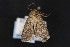  ( - CNCLEP00053301)  @12 [ ] CreativeCommons - Attribution Non-Commercial Share-Alike (2016) Unspecified Unspecified