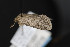  ( - CNCLEP00053316)  @12 [ ] CreativeCommons - Attribution Non-Commercial Share-Alike (2016) Unspecified Unspecified